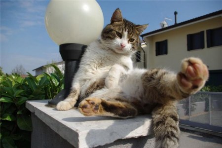 ���������� �������� (22 ����)