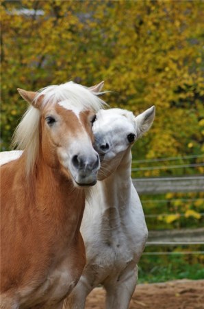 ���������� �������� (22 ����)