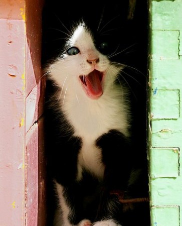 ���������� �������� (22 ����)