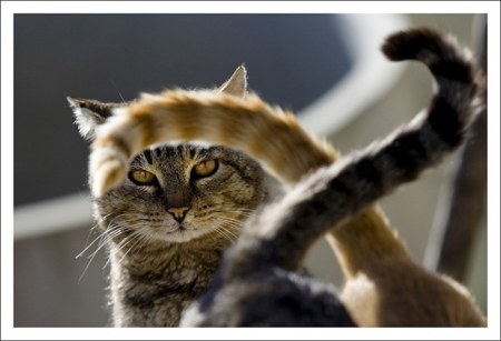 ���������� �������� (22 ����)