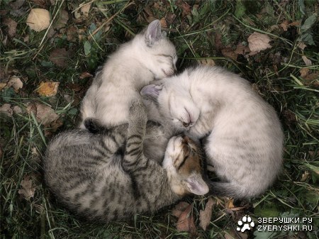 � ������ ���� ���� :)