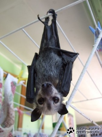 ������� ���� � ����� :)