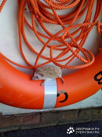 ������������ ���� :)