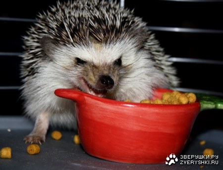 ������� ���� :)