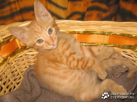 ����� (6 ����������)