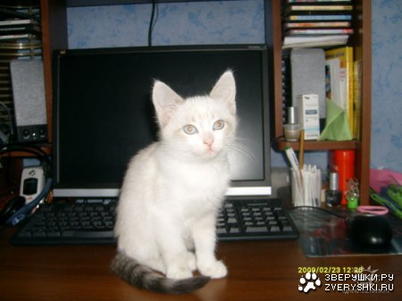 ������� (3 ����������)