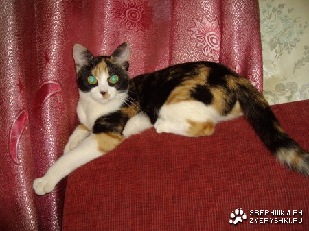 ������ :)