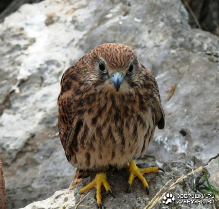 ������� ;)