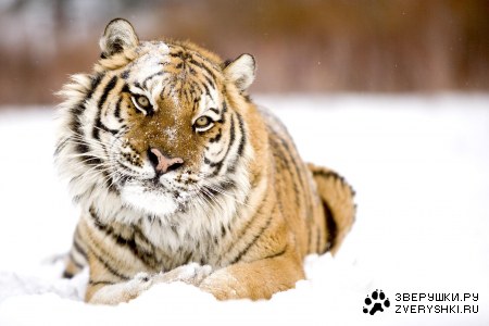 � ����������� 2010 �����! :)