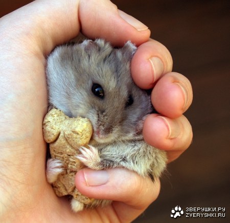 ������� ��������� ;)