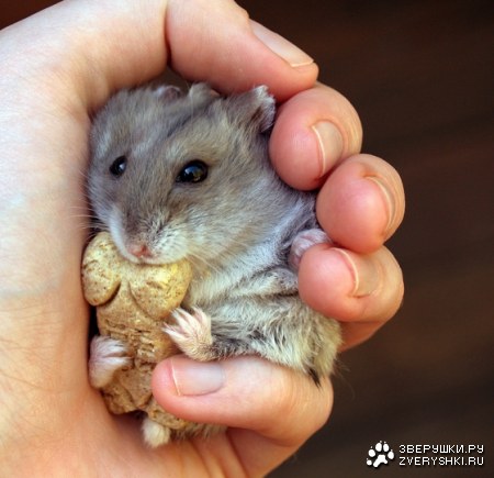 ������� ��������� ;)