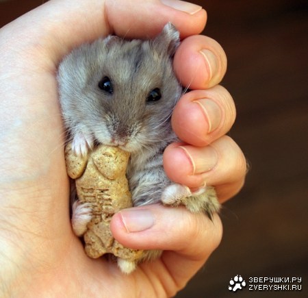 ������� ��������� ;)