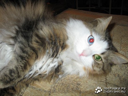 ���������� ���� :)