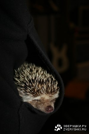 ���� � ������� :)