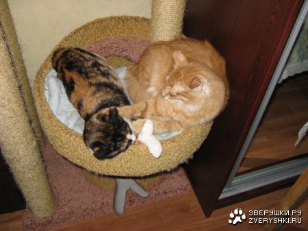 ������ � ������� :)