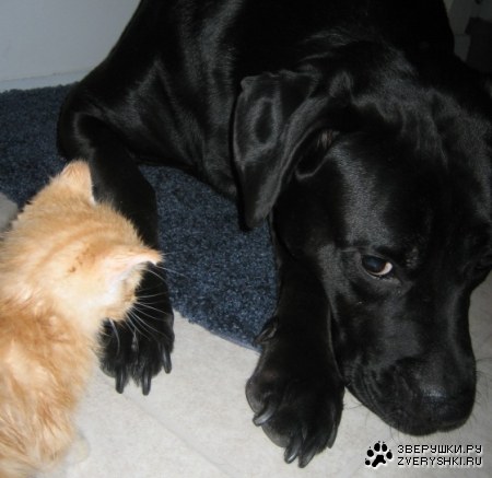 ����� �������?! :)