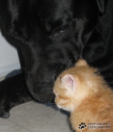 ����� �������?! :)