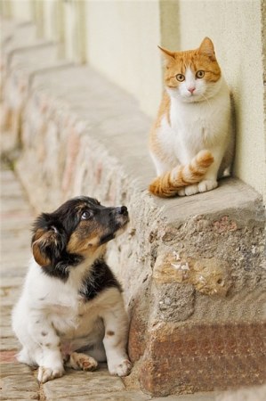 ���������� �������� (6 ����)