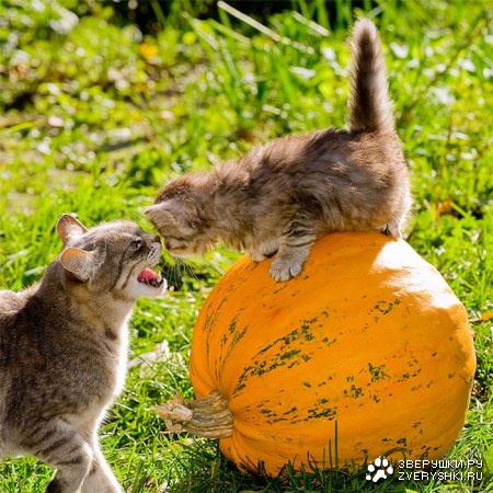 ��� ��� �������?! :)