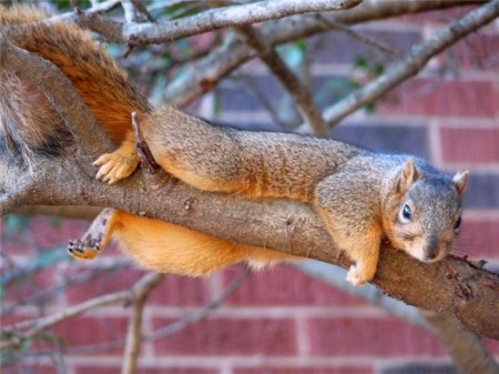 �������� (14 ����)