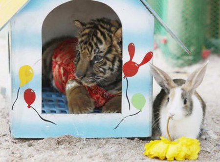 �������� (14 ����)