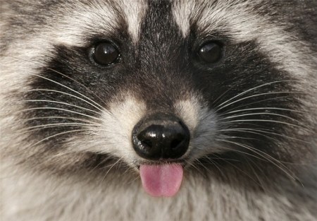 �������� (14 ����)