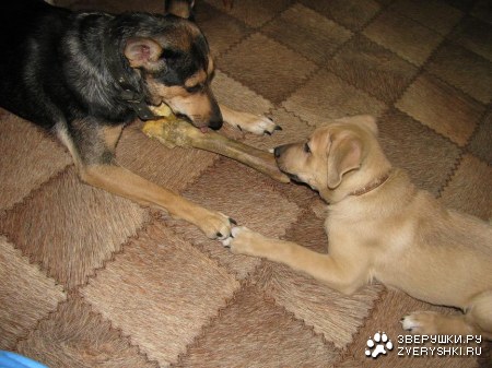 ���������� :)