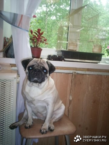 ������� :)