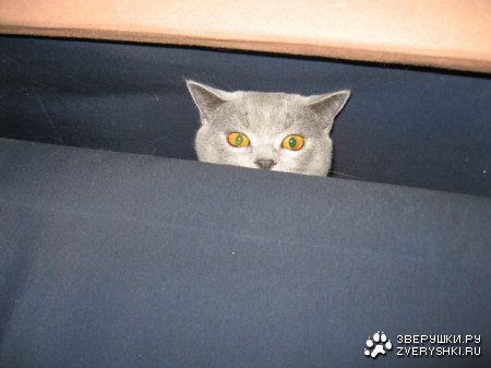 ����� ���� :)