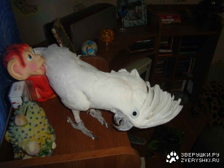 ������ ���������!