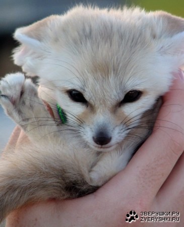 ��������� ��� ��� ;)