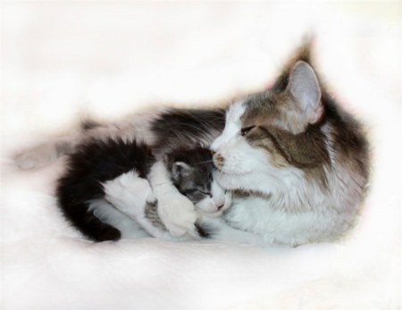 ������ �������� (13 ����)