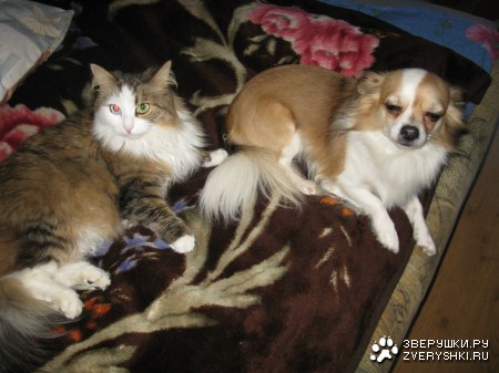 ������ �������! (6 ����)