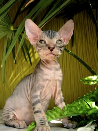 ������ ��������� (10 ����� ����)