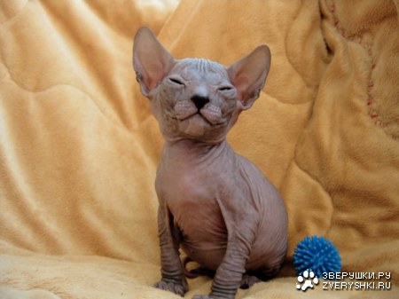 ������ ��������� :)