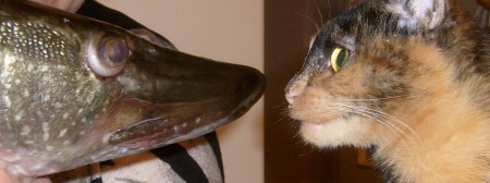 ����������� ������ :)