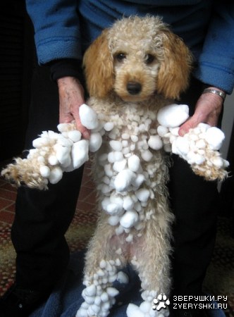 ��� ��� � ������� :)