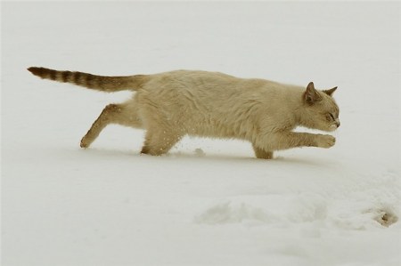 ���������� �������� (17 ����)