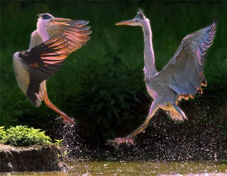 ���������� �������� (17 ����)