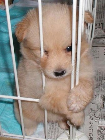 ���������� �������� (17 ����)