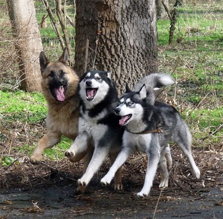 ���������� �������� (17 ����)