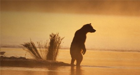 ���������� �������� (17 ����)