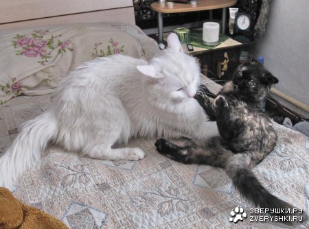 ������� :)