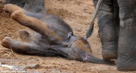 �������� (4 ����)