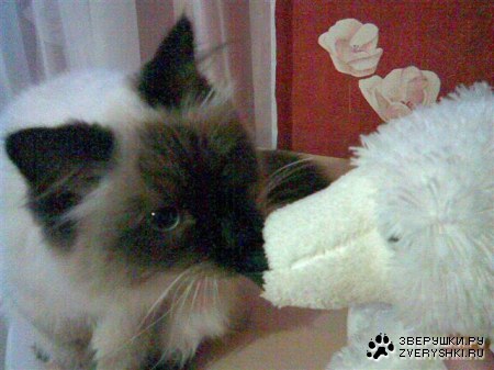 ����� ������� :)