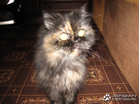 ������ :)