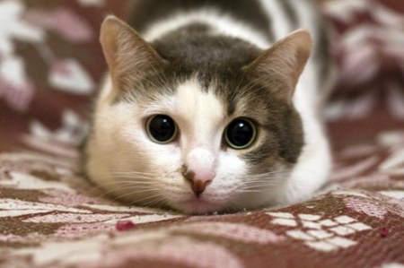 ������ :)