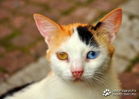 ������������� (12 ����)