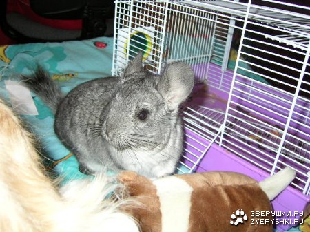 ����� ������������?