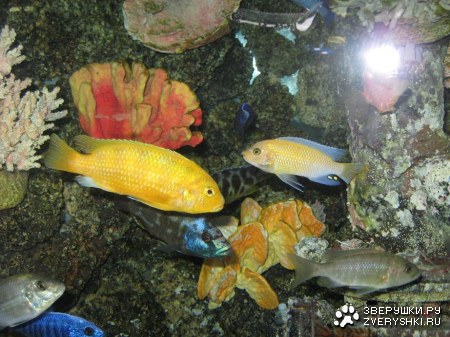 ������� ��������� :)